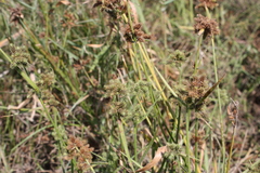 Fuirena ciliaris